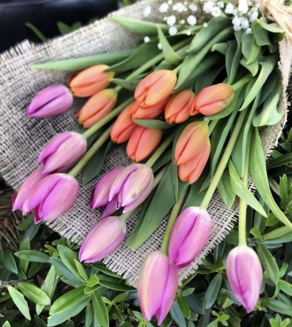ramo de tulipanes concepcion