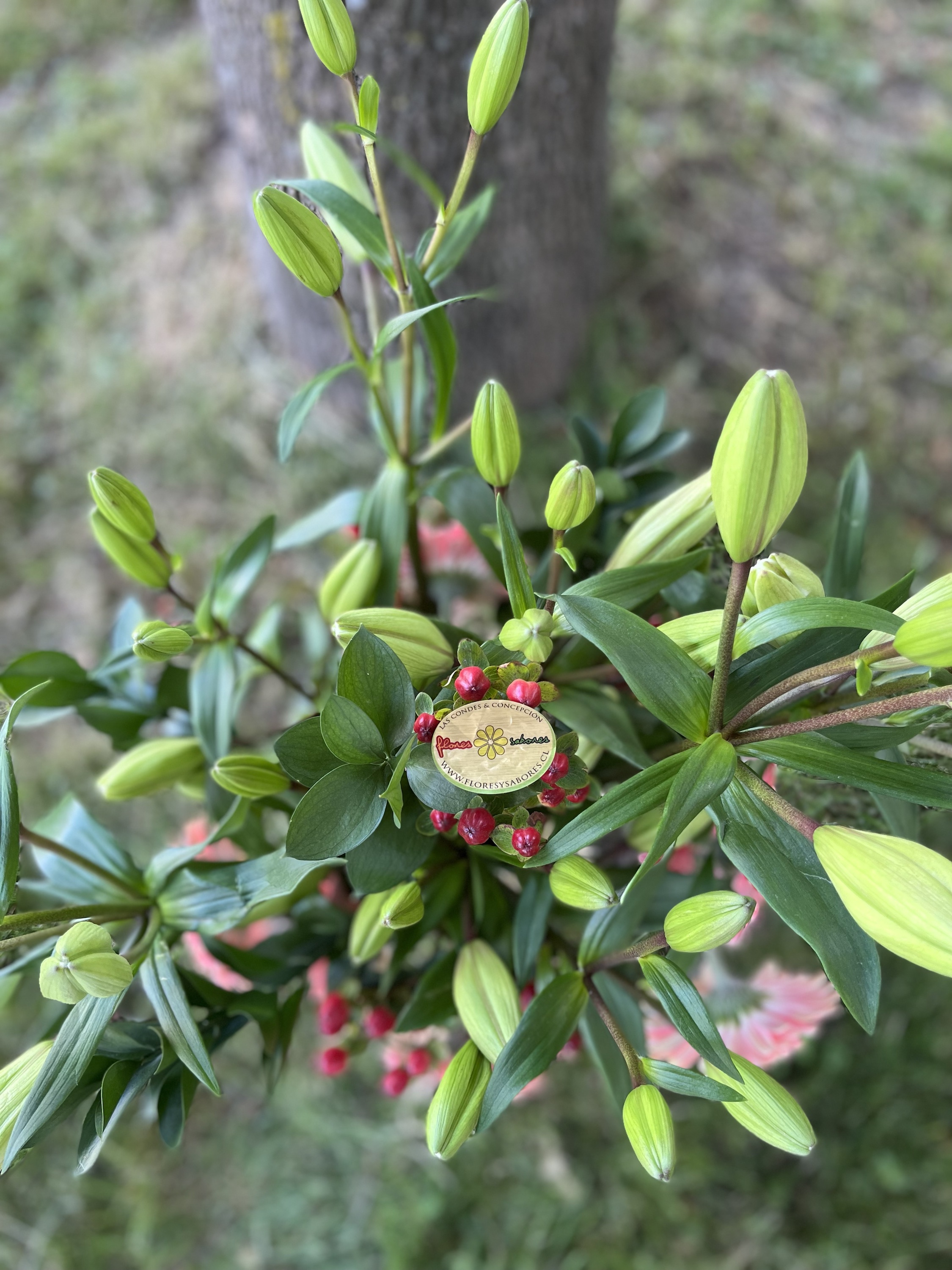 Index of /wp-content/uploads/2023/12/